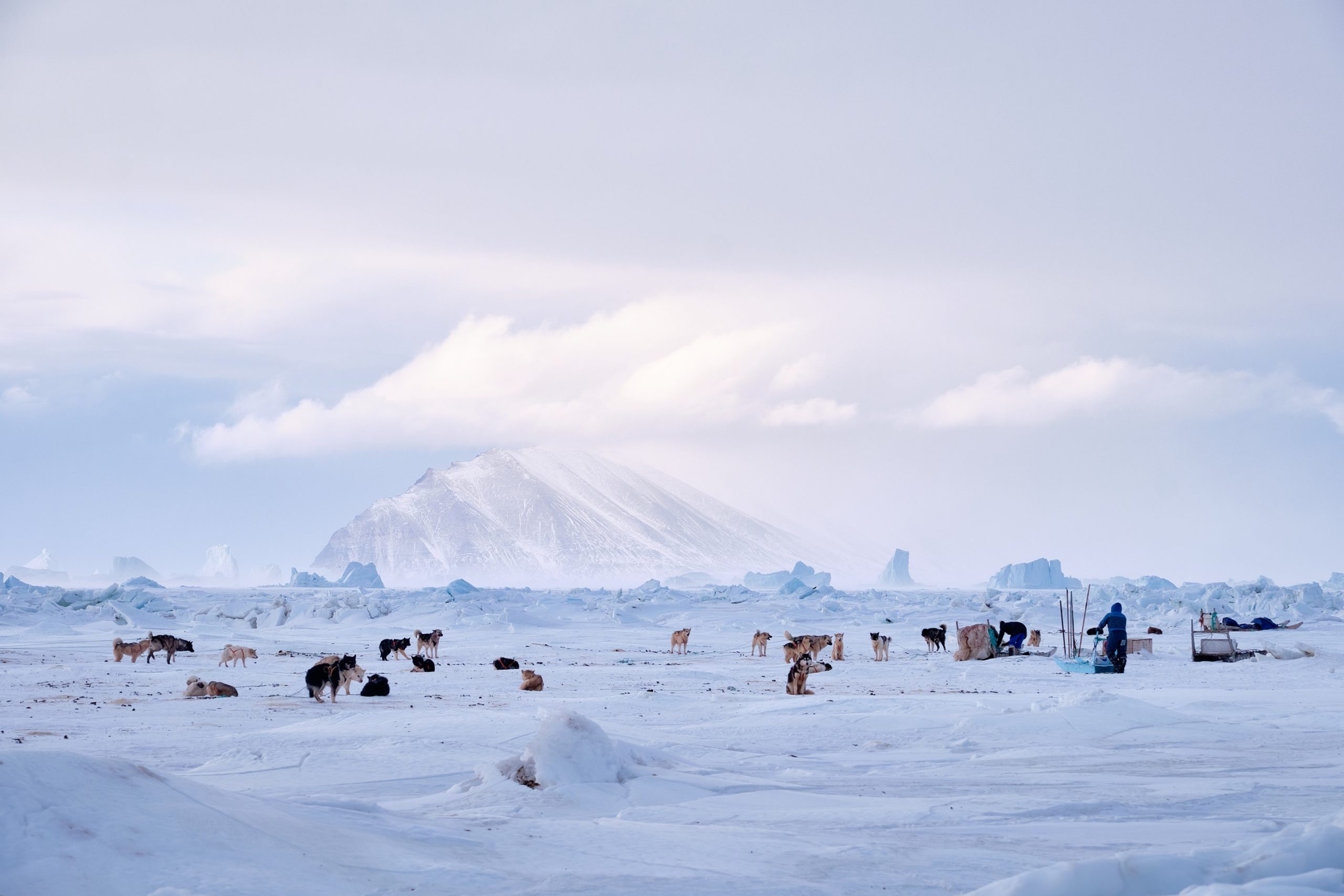 dogsled team and owner preparing for departure on the frozen sea in Qaanaaq, Greenland