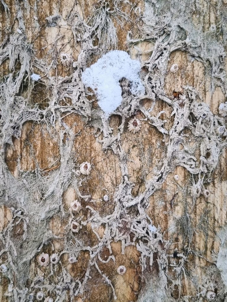 THL #03 – Tiny find results, haiku, RBNXPLRNG, and an awareness prompt