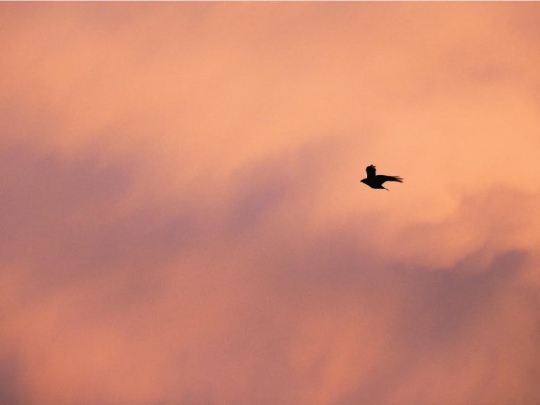 THL#05 – Raven calls, RBNXPLRNG, haiku moment + awareness prompt