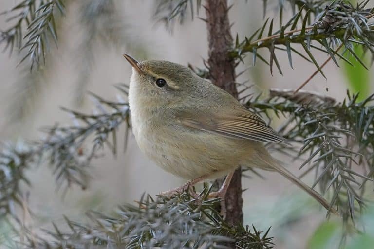 Japanese bush warbler