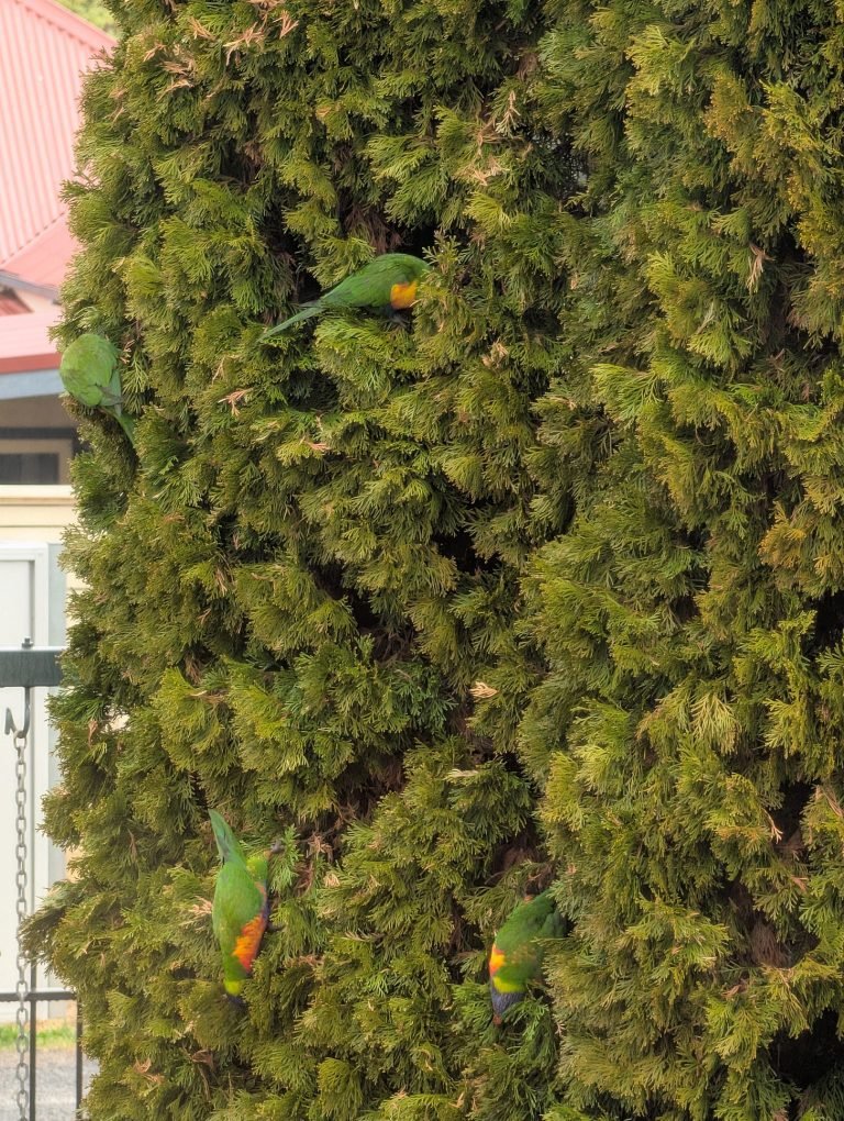 Rainbow Lorikeets feasting in Thuja