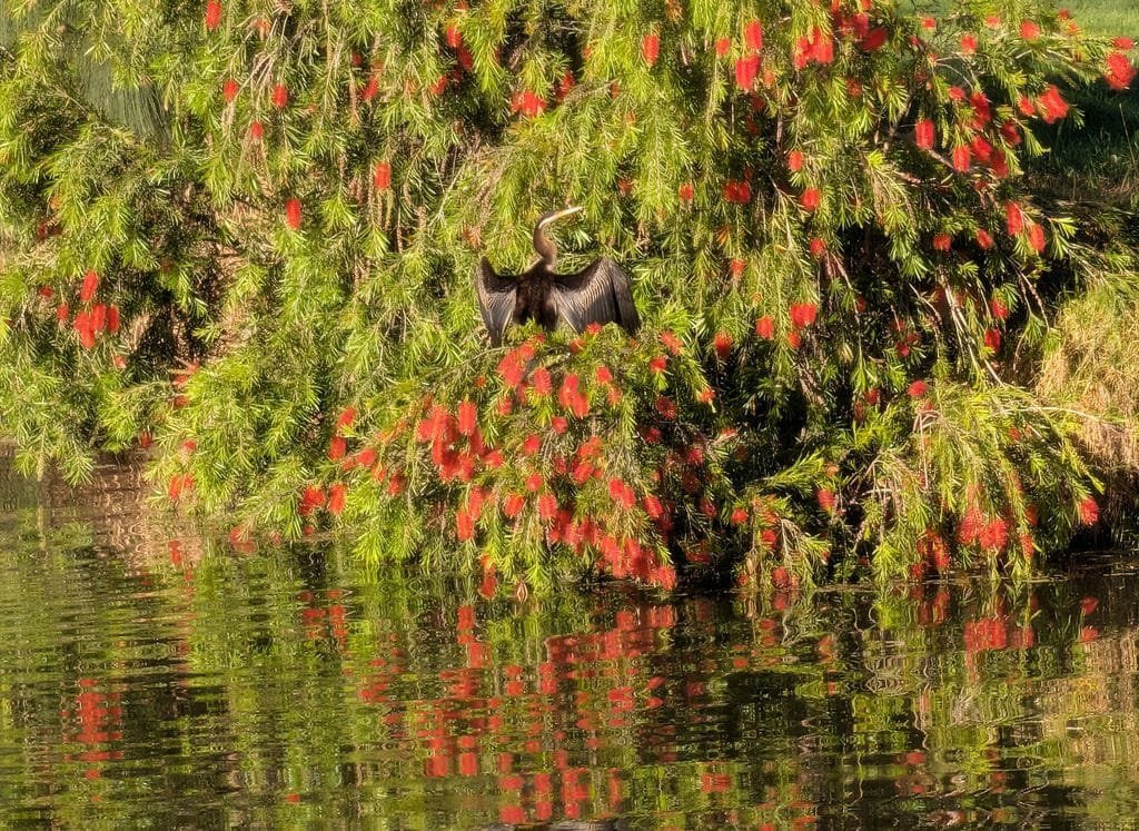 Australasian Darter drying its wings in a bottlebrush in bloom
