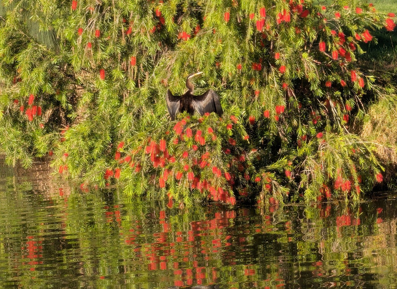 THL#11 – Bottlebrush in bloom, A haiku moment, and Forest Bathing