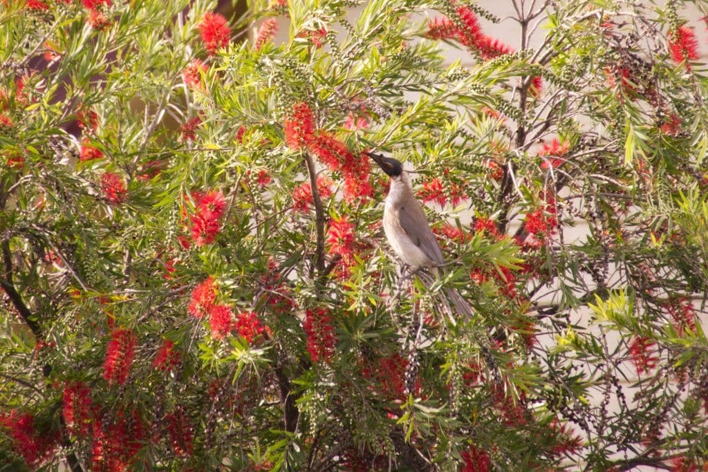 Noisy Friarbird amidst blooms in a bottlebrush tree