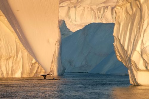 Large icebergs viewed from close range during midnight light, with pale blue ice and calm water and a whale tail.