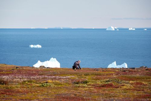 Person picking berrries on the tundra overlooking the sea near Qeqertarsuaq, with scattered icebergs in the distance
