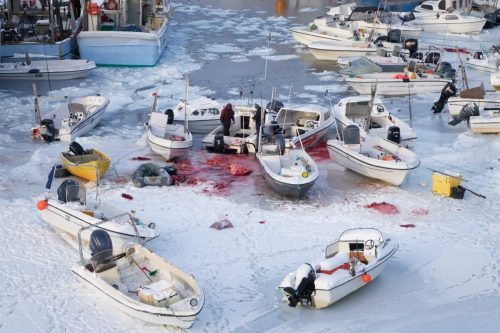 Small fishing boats clustered together in an icy harbor in Sisimiut where hunters are butchering their kill.