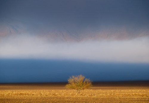 Solitary tree in a flat desert landscape in Namibia beneath a dark, layered sky.