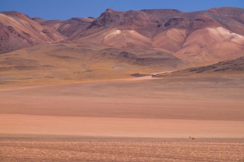 Wide arid landscape in Bolivia with layered earth tones, a vicuna, and distant mountains.