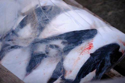 Hunted auks wrapped in plastic, showing trapped bird shapes and textures
